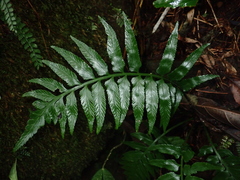 Asplenium wrightii