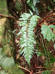 Asplenium wrightii
