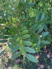 Simarouba