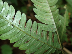 Pteris scabristipes