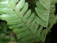 Pteris scabristipes
