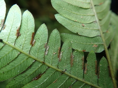 Pteris scabristipes