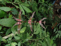 Pteris scabristipes