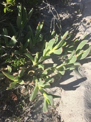 Carpobrotus quadrifidus