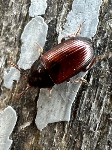 Agyrtes castaneus