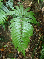 Pteris setulosocostulata