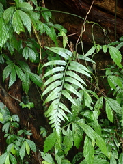 Asplenium wrightii