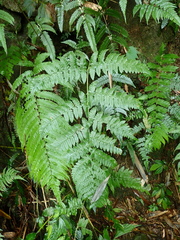 Diplazium pseudodoederleinii