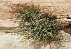 Nanorrhinum petranum