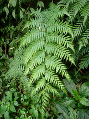 Diplazium viridissimum