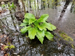 Symplocarpus foetidus