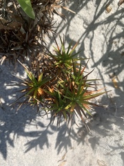 Cyperus pedunculatus