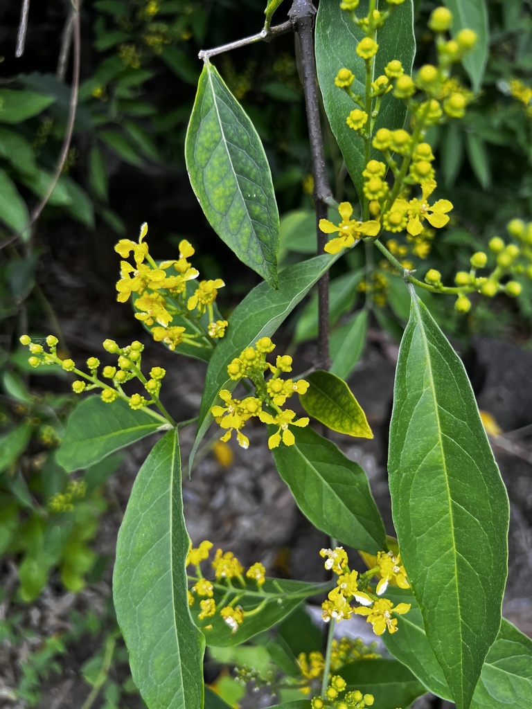 Bunchosia nitida