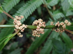 Pilea funkikensis