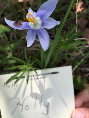 Nemastylis geminiflora