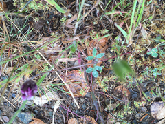 Trifolium dichotomum