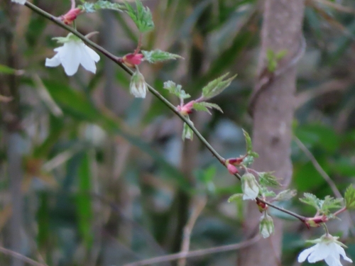 Rubus palmatus, photograph 4