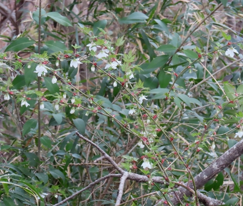 Rubus palmatus, photograph 5