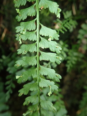 Asplenium gueinzianum