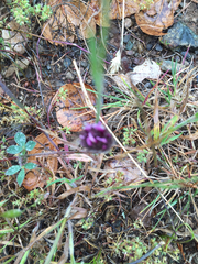 Trifolium dichotomum