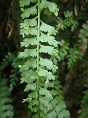 Asplenium gueinzianum