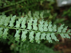 Asplenium gueinzianum