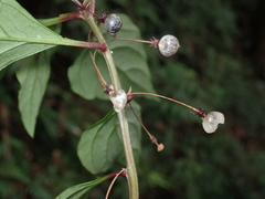 Lysimachia ardisioides