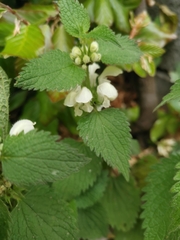 Lamium album