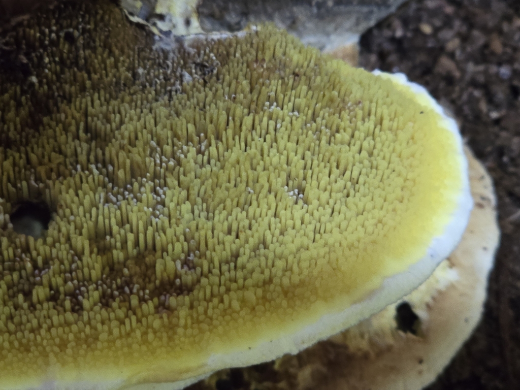 Gyrodontium sacchari