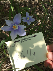 Nemastylis geminiflora