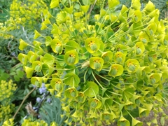 Euphorbia characias