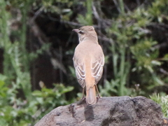 Cercotrichas galactotes