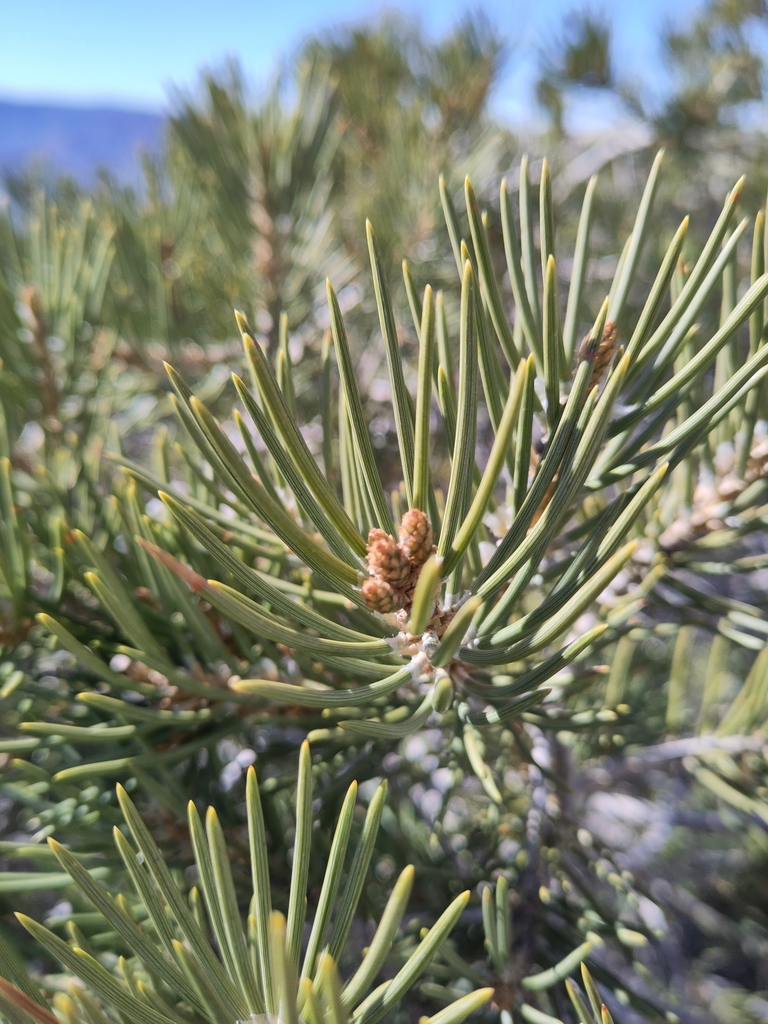 singleleaf pinyon from Julian, CA 92036, USA on March 29, 2024 at 09:42 ...