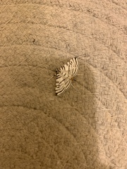Conchylodes concinnalis