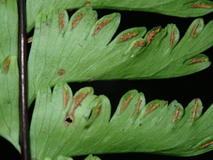 Hymenasplenium cheilosorum