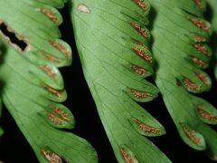 Hymenasplenium cheilosorum