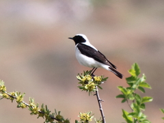 Oenanthe melanoleuca