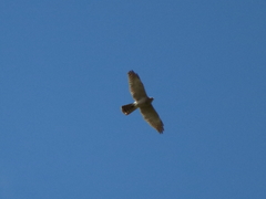 Accipiter brevipes