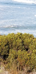 Eucalyptus diversifolia