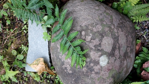 Thelypteris acuminata iNat (1)