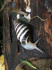 Drymaeus nigrofasciatus