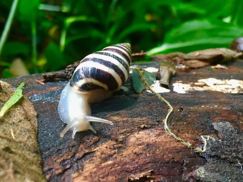 Mesembrinus nigrofasciatus