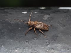 Pterolophia annulata