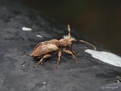 Pterolophia annulata