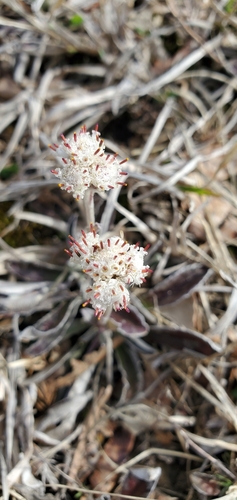 Image of Antennaria neglecta by (c) Edie, some rights reserved (CC BY)