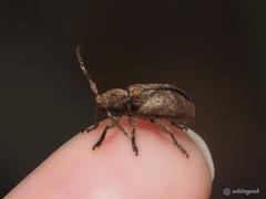 Pterolophia annulata