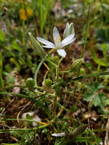 Representative image of Ornithogalum bourgaeanum