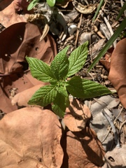 Heliotropium angiospermum