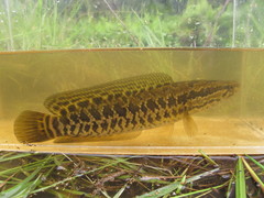 Channa maculata