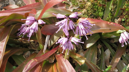 Image of Heloniopsis orientalis by (c) yajapin, some rights reserved (CC BY)